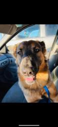 Reunited Male Dog last seen Seymour Hwy Entrance of Lucy Park, Wichita Falls, TX 76302