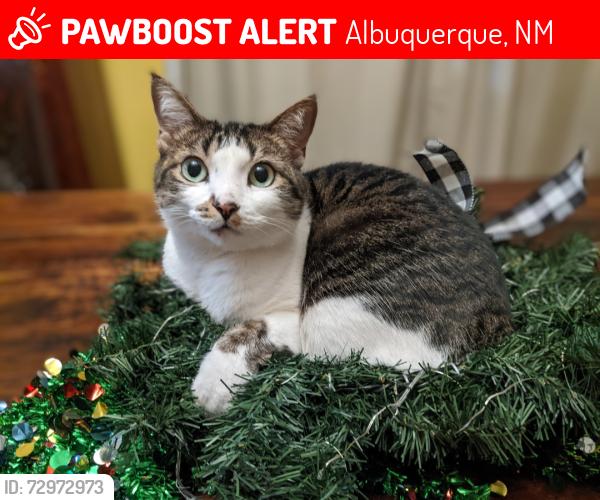 Lost Female Cat last seen Eubank & Richfield , Albuquerque, NM 87122