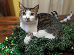Lost Female Cat last seen Eubank & Richfield , Albuquerque, NM 87122