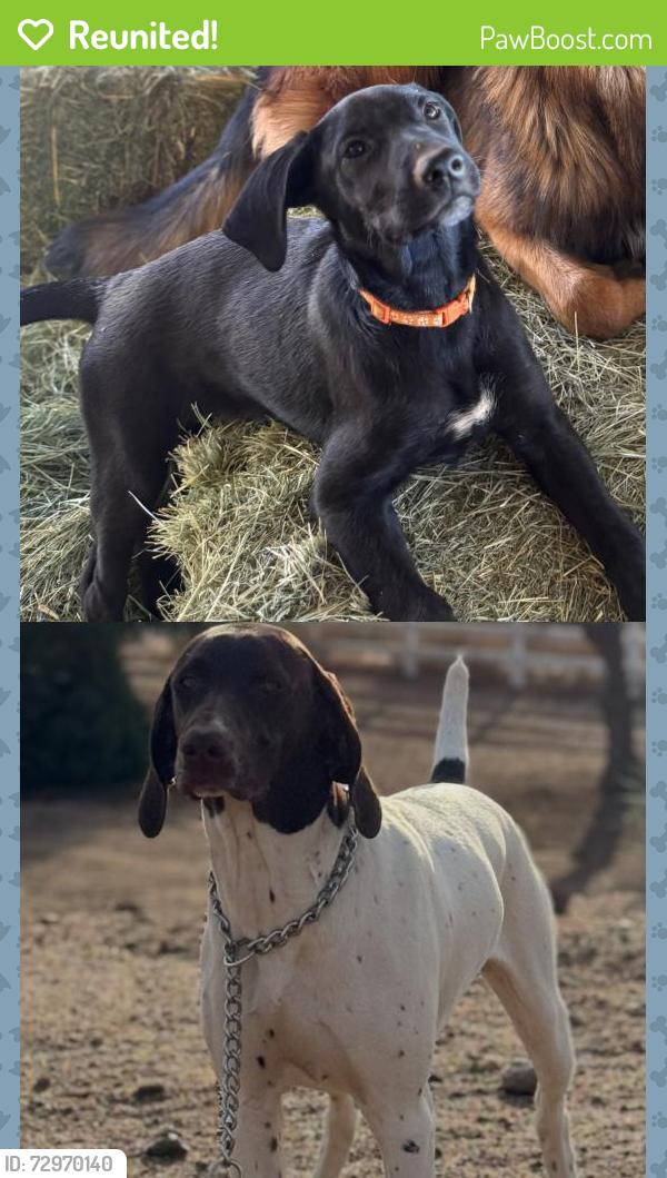 Reunited Female Dog last seen Lassen and Stuveling, Hesperia, CA 92344