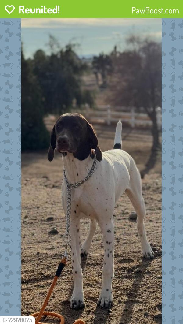 Reunited Female Dog last seen Lassen and Stuveling, Hesperia, CA 92344