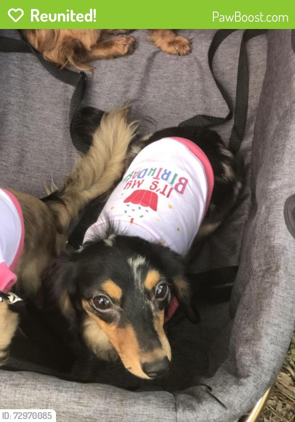 Reunited Female Dog last seen Near Towerwood Dr, Conroe, TX 77306, USA, Conroe, TX 77306