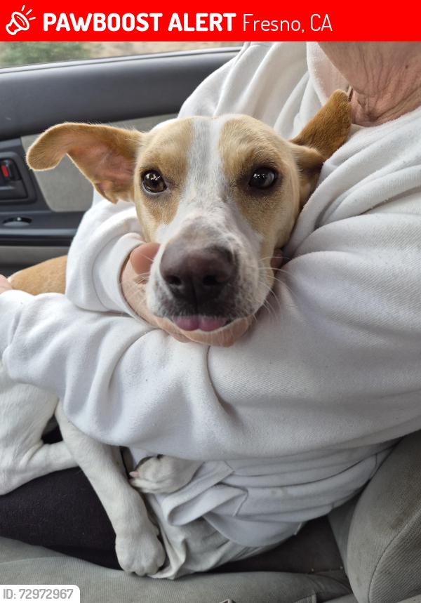 Lost Female Dog last seen Blackstone and el Paso, Fresno, CA 93726