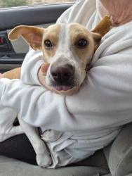 Lost Female Dog last seen Blackstone and el Paso, Fresno, CA 93726