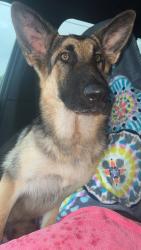 Found/Stray Female Dog last seen Rose Marie Lane and Hackberry Creek rd, Rockwall County, TX 75032