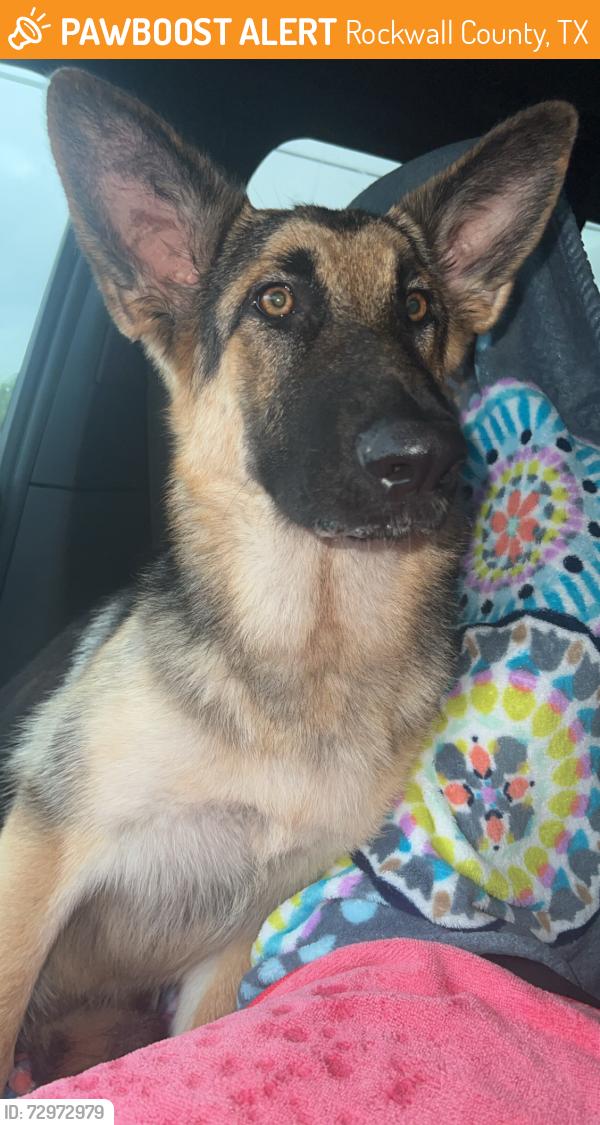 Found/Stray Female Dog last seen Rose Marie Lane and Hackberry Creek rd, Rockwall County, TX 75032