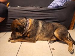 Reunited Male Dog last seen North greanleaf forest rd, Crystal River, FL 34429