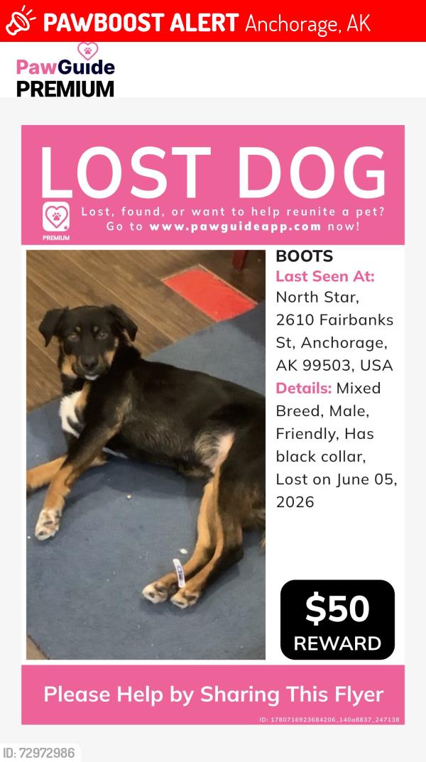 Lost Male Dog last seen Fairbanks st. , Anchorage, AK 99503