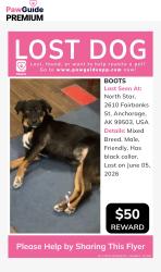 Lost Male Dog last seen Fairbanks st. , Anchorage, AK 99503