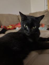 Reunited Female Cat last seen Causey and 92nd, Happy Valley, OR 97086