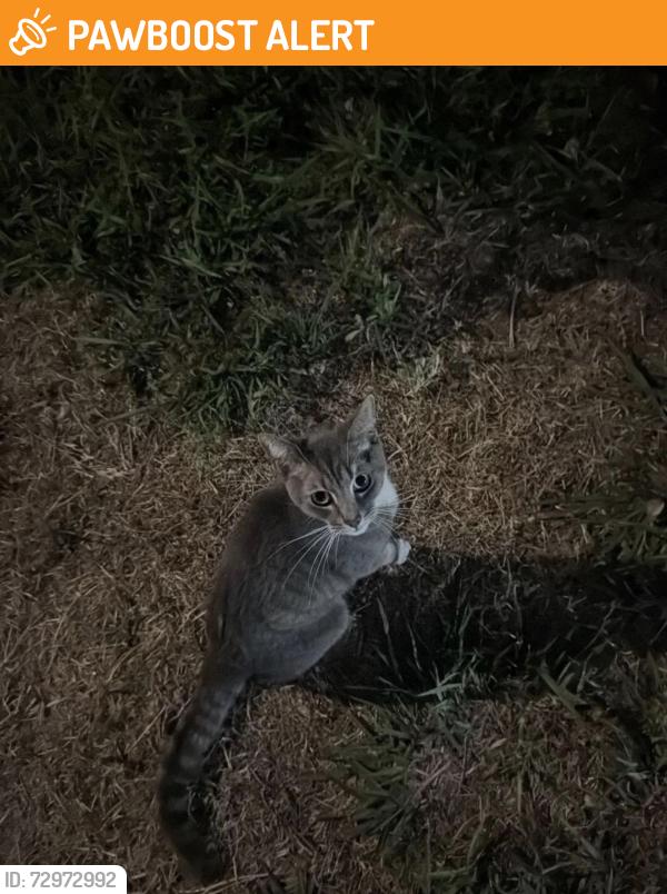 Found/Stray Unknown Cat last seen Heil and Newland, Huntington Beach, CA 92647
