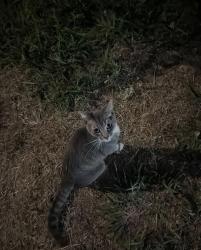 Found/Stray Unknown Cat last seen Heil and Newland, Huntington Beach, CA 92647