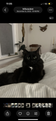 Reunited Female Cat last seen Holton St, Milwaukee, WI 53212