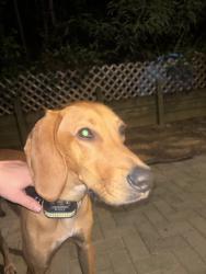 Reunited Male Dog last seen Amherst and Jackson Rd, Off of Middlebrook Pike , Knoxville, TN 37921