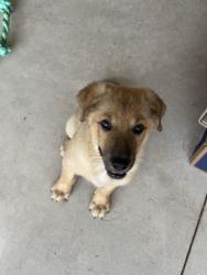 Found/Stray Male Dog last seen Highway 62 and N3350, Lincoln County, OK 74851