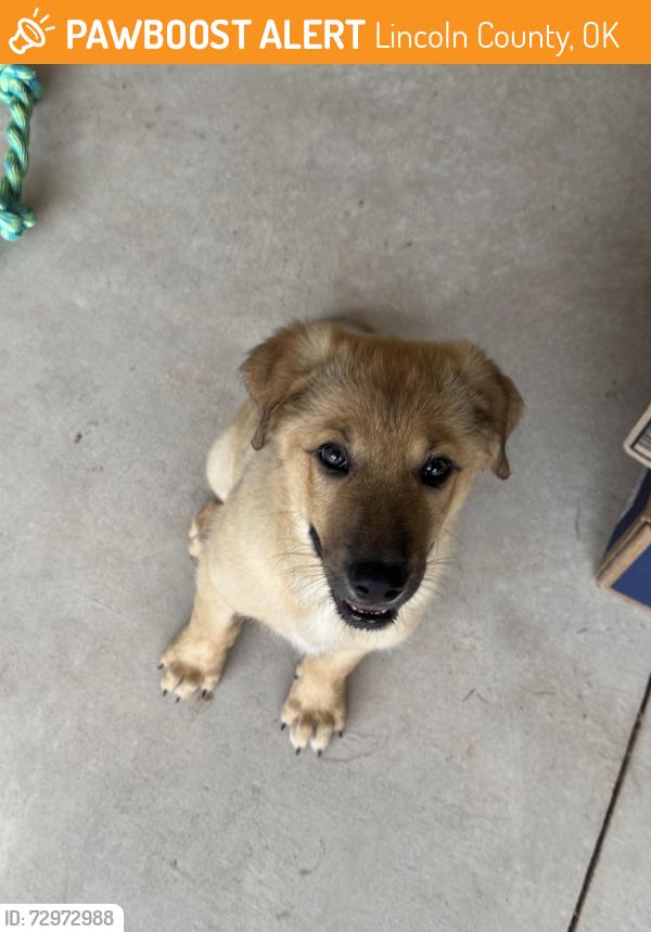 Found/Stray Male Dog last seen Highway 62 and N3350, Lincoln County, OK 74851