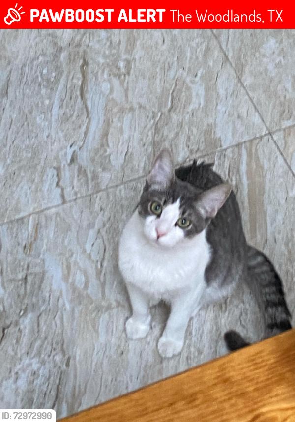 Lost Male Cat last seen Near canopy green and wentwoods, The Woodlands, TX 77375
