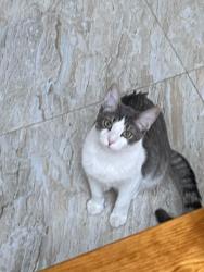 Lost Male Cat last seen Near canopy green and wentwoods, The Woodlands, TX 77375