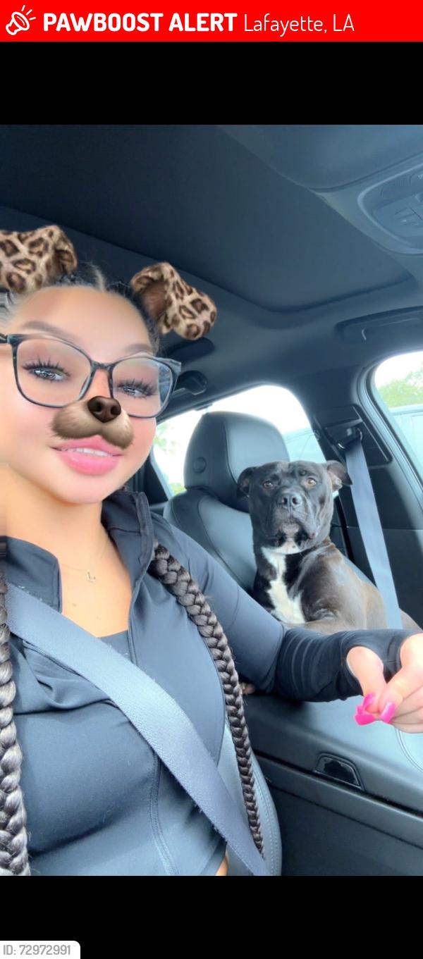 Lost Male Dog last seen Birdsong / university, Lafayette, LA 70507
