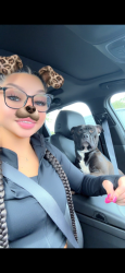 Lost Male Dog last seen Birdsong / university, Lafayette, LA 70507