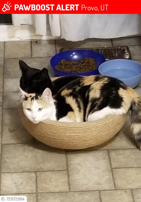 Lost Female Cat last seen Provo recreation center , Provo, UT 84601