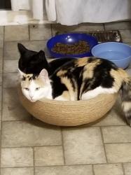 Lost Female Cat last seen Provo recreation center , Provo, UT 84601