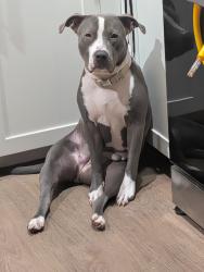 Lost Female Dog last seen Normandie and 66th st, Los Angeles, CA 90044