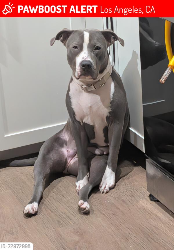 Lost Female Dog last seen Normandie and 66th st, Los Angeles, CA 90044