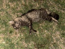 Found/Stray Unknown Cat last seen Corner of 78th St and Eagle Cir, Oklahoma City, OK 73135