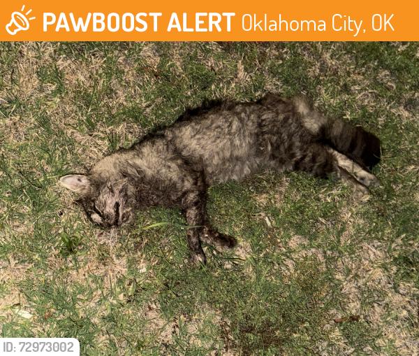 Found/Stray Unknown Cat last seen Corner of 78th St and Eagle Cir, Oklahoma City, OK 73135