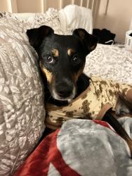 Reunited Male Dog last seen 39th street and Lees Summit Rd, Independence, MO, Independence, MO 64055