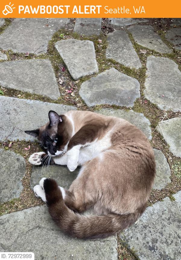 Found/Stray Male Cat last seen 30th Ave and E Spring, Seattle, WA 98122