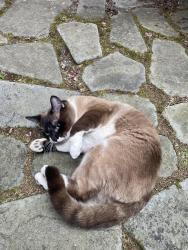 Found/Stray Male Cat last seen 30th Ave and E Spring, Seattle, WA 98122