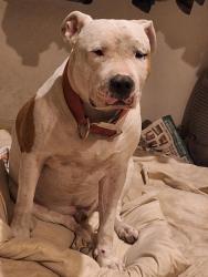 Reunited Male Dog last seen Nellis and Plata Del sol  89121 near Walmart, Paradise, NV 89121