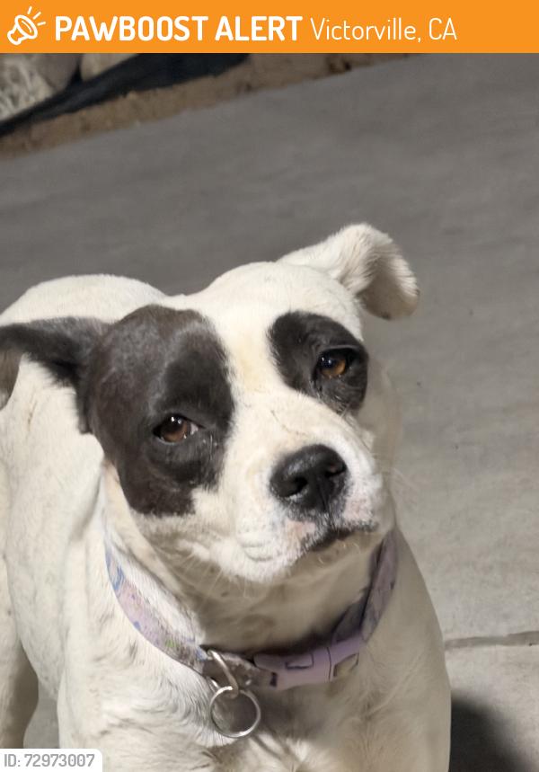 Found/Stray Female Dog last seen La mesa rd and el evado rd, Victorville, CA 92307