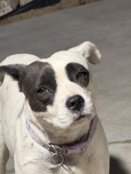 Found/Stray Female Dog last seen La mesa rd and el evado rd, Victorville, CA 92307