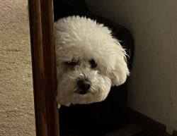 Reunited Male Dog last seen Hostetter and Sun Lane, San Jose, CA 95132