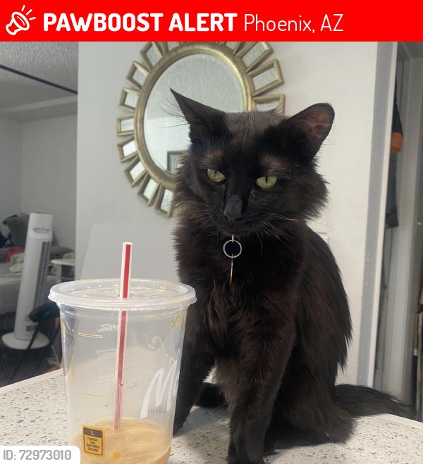 Lost Male Cat last seen Glenrosa & 16th street, Phoenix, AZ 85014