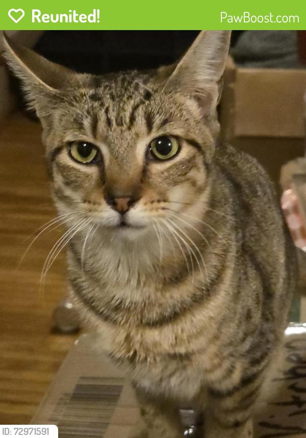 Reunited Female Cat last seen Hill St. & Lily Pond Rd., Lyndon, VT 05851