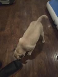 Reunited Unknown Dog last seen New Lagrange Rd , Lyndon, KY 40222