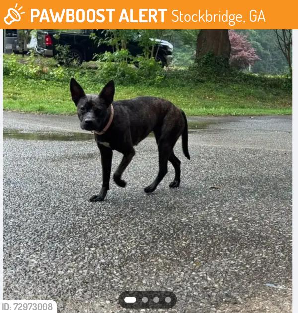 Found/Stray Female Dog last seen Hwy 138/Cutters Mill subdivision , Stockbridge, GA 30281