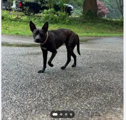 Found/Stray Female Dog last seen Hwy 138/Cutters Mill subdivision , Stockbridge, GA 30281