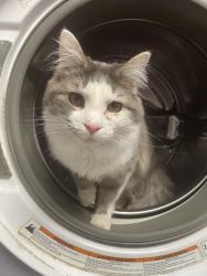 Reunited Male Cat last seen Dean Rd. not too far from Waverly comm, Dalton, PA 18414