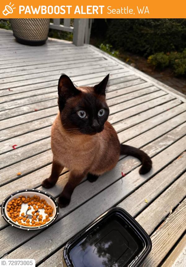 Found/Stray Female Cat last seen 30th Ave and E Spring, Seattle, WA 98122