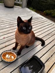 Found/Stray Female Cat last seen 30th Ave and E Spring, Seattle, WA 98122