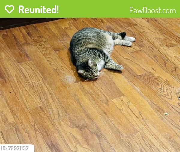 Reunited Female Cat last seen Grinnell and Sunset Canyon , Burbank, CA 91501
