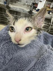 Shelter Stray Unknown Cat last seen Near BLOCK LOWRY RD, Fremont, CA 94538