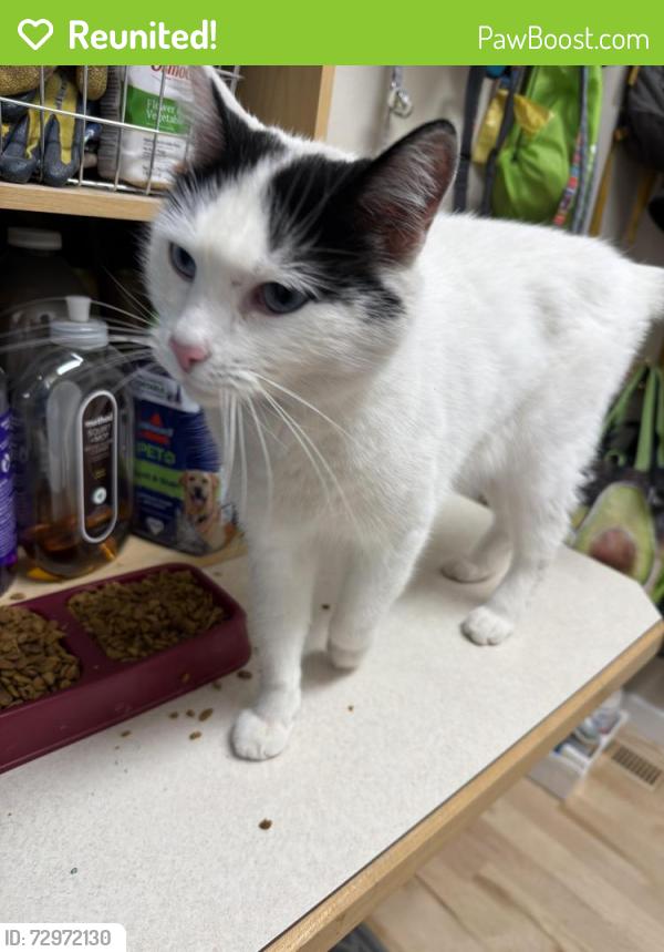 Reunited Male Cat last seen W Annabrook Dr and N Brooklet Ave, Boise, ID 83713
