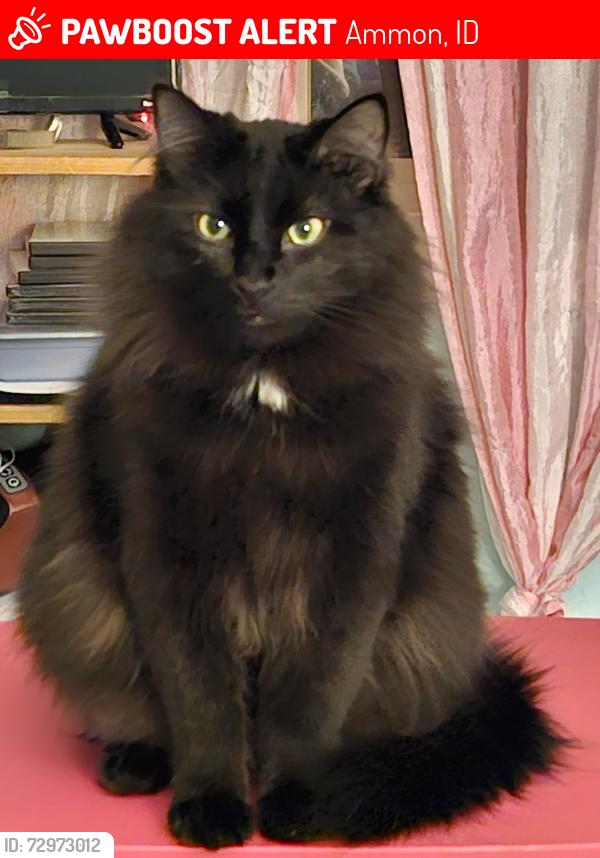 Lost Male Cat last seen Near Eagle Dr #201 ammon id 83401, Ammon, ID 83406