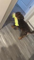 Lost Male Dog last seen peachtree, Charlotte, NC 28216